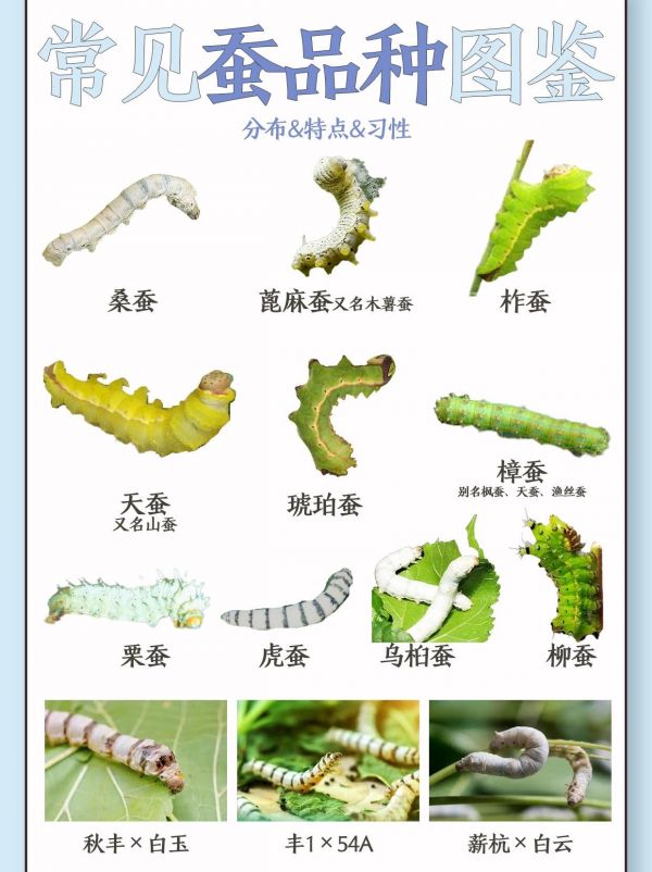 第6集:有人想养蚕创业的吗?蚕的种类有很多,以下列举其中一些品种的蚕: 桑蚕:桑蚕又称家蚕,以桑叶为食料,茧可缫丝,丝是珍贵的纺织原料,主要用于织绸,在军工、交电等方面也有广泛用途,蛹、蛾和蚕粪也可以综合利用。 柞蚕:柞蚕喜欢吃柞树叶,它的茧除了能纺织以外,蛹还可以用来入艹约。 琥珀蚕:琥珀蚕的蚕茧为金黄色,丝质坚韧带琥珀光泽,因此称为“琥珀蚕”,它吐的丝主要用来制作贵重的衣服。 除此之外,还有天蚕、栗蚕、木薯蚕、马桑蚕、蓖麻蚕、柳蚕、樗蚕、惠利蚕等。#三农 #蚕 #种桑养蚕 #养蚕日记 #蚕农