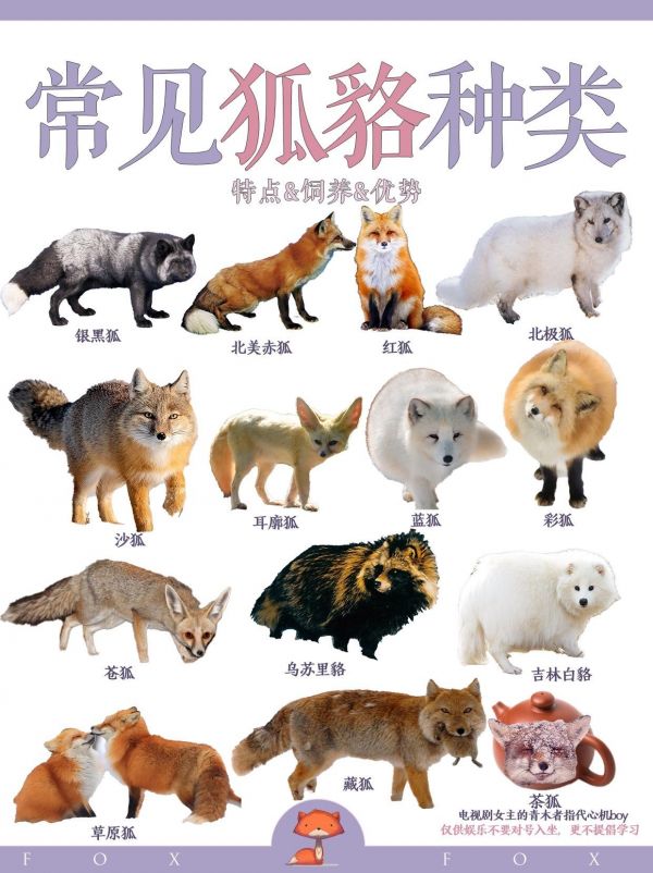 第8集:狐貉种类图鉴大赏。这玩意简直是我们古装剧的宠儿#萌宠出道计划 #图文热点来了 #狐貉养殖 #狐狸 #三农流量扶持计划