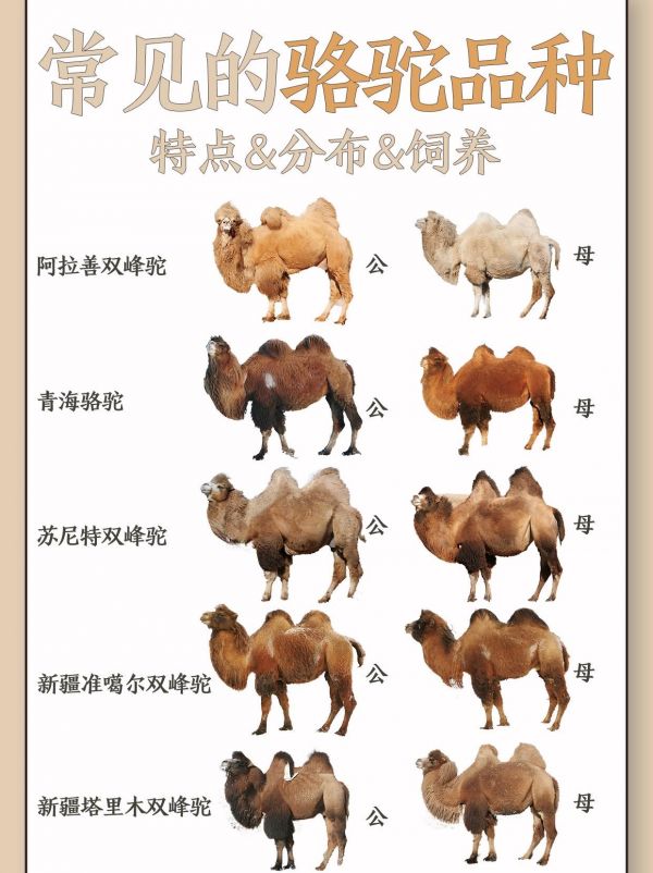 第15集:常见骆驼品种图鉴。骆驼是骆驼科骆驼属的动物,只有两种。生活在沙漠边缘的人类早在公元前3000年已经开始驯养骆驼,作为役畜,以供驮运和骑乘,有许多国家有倚赖骆驼为生的骆驼牧民,甚至有骆驼骑兵。单峰骆驼毛短,主要生活在北非洲和西亚洲、印度等热带地域,生活在沙漠地带的牧民以骆驼奶甚至骆驼血作为食物,目前全世界只有1400万头,全部都是家畜。#图文掘金计划 #图文来了 #骆驼 #三农流量扶持计划 #三农