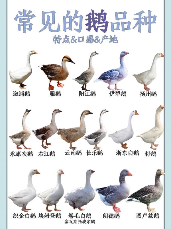 第16集:来啦~鹅鹅品种大全。鹅肉不仅脂肪含量低,而且品质好,不饱和脂肪酸的含量高,特别是亚麻酸含量均超过其他肉类,对人体健康有利。鹅肉脂肪的熔点亦很低,质地柔软,容易被人体消化吸收。含有人体生长发育所必需的各种氨基酸,其组成接近人体所需氨基酸的比例,从生物学价值上来看,鹅肉是全价蛋白质,优质蛋白质,鹅肉中的脂肪含量较低,仅比鸡肉高一点,比其他肉要低得多。#图文来了 #图文伙伴计划 #图文 #图文热点来了 #鹅