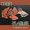 花海水族馆
