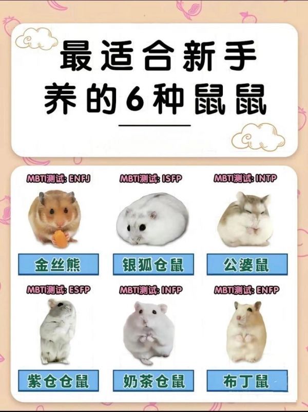 适合新手养的六种仓鼠。养鼠小知识日常分享#金丝熊 #养鼠日常分享 #仓鼠 #卷毛仓鼠 #萌宠出道计划