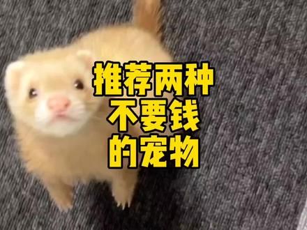 不要钱的宠物你都养过几种 #萌宠 #爬宠 #宠物#鼹鼠#仓鼠 @抖音小助手