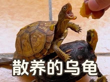 谁还没有一只会狗化的乌龟！散养在阳台互动性拉满，吃西梅好治愈 #头条双星激励计划 #我要上热门 #养龟日常 #萌宠日常记录 #龟龟