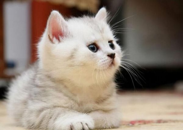 猫咪多大可以配种?猫咪的最佳繁育年龄