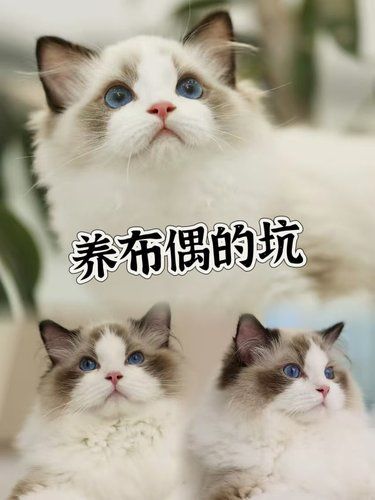 养布偶是真的坑……