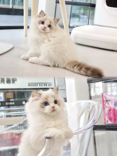我撸到了CFA中布偶冠军猫猫～太软萌了吧 ‼️