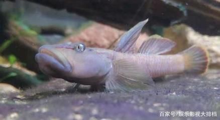 海南海水观赏鱼好养吗知乎（海水观赏鱼的养护技巧） 观赏鱼 第4张