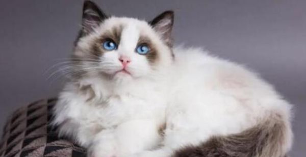 猫咪性格（探究猫咪喜欢叫和不喜欢叫的性格特点及养护建议）