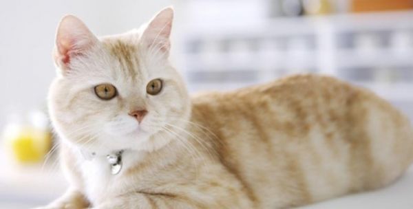 猫咪性格（探究猫咪喜欢叫和不喜欢叫的性格特点及养护建议）