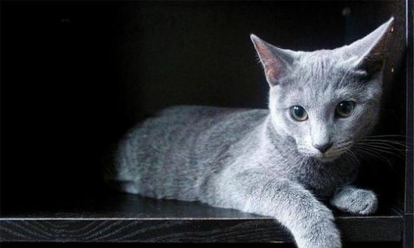 猫咪性格（探究猫咪喜欢叫和不喜欢叫的性格特点及养护建议）