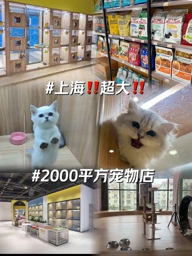 萌宠爱好者必看！2000平的萌宠店[礼花]