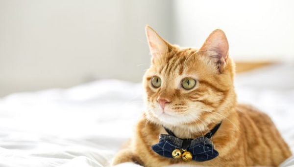宠物猫的名字大全 好听可爱的宠物猫咪名字精选
