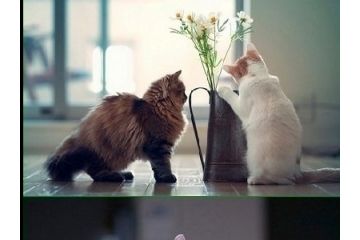 猫猫个人摄影展