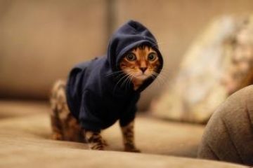 可爱猫猫图片大全
