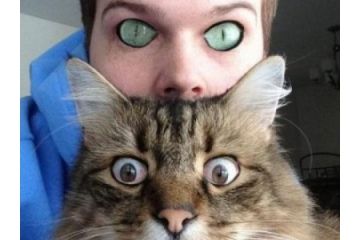 可爱唯美猫猫图片大全