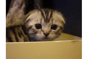 萌翻你的猫猫幼崽