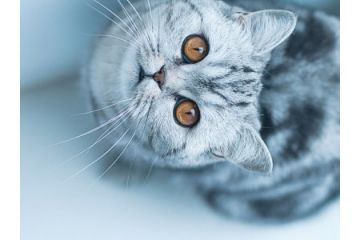 可爱治愈系猫猫图片