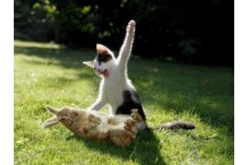 搞笑猫猫PS图片