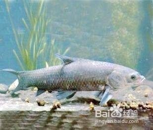 淡水鱼如何养殖