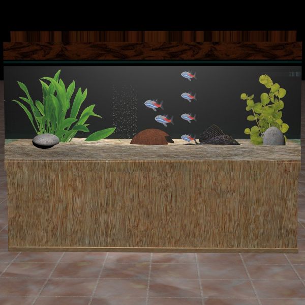 黄冈水族馆到家第三天 白化巴西龟（白巴） 第3张