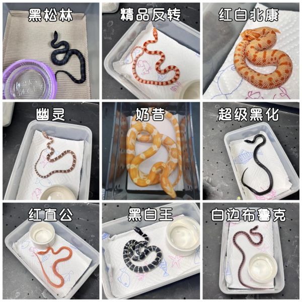 第1集:新手养玉米蛇科普。宝子们,今天来给大家讲讲人工繁育的玉米蛇! ✨要知道,经过人工繁育的玉米蛇已经变得十分温顺啦,咬人的几率比猫狗还要低很多哦! 不过呢,为了确保咱们和玉米蛇都能愉快相处,不被误伤,下面这几点一定要牢记: 喂食的时候,切记用镊子夹起食物喂它。千万别图方便用手拿鼠,这可是很危险的行为。 摸过鼠之后就别上手啦,因为这时手上会有食物的气味,可能会让玉米蛇产生误会。 只要注意好这些,玉米蛇就会成为您的专属萌宠,给您的生活增添不一样的色彩和乐趣。 #玉米蛇 #新手养宠 #宠物蛇知识 #宠物蛇 #宠物蛇饲养知识