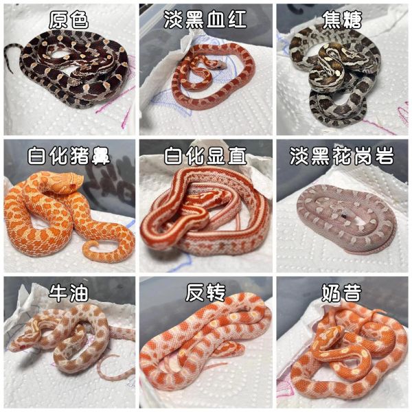 第4集:玉米蛇养成记 | 新手必看秘籍 ✨宝子们,想养玉米蛇却不知道从何下手?别担心,今天就来给大家分享从入门到精通的玉米蛇饲养秘籍,让你轻松搞定! 入门准备: 首先,要给玉米蛇准备一个合适的饲养箱,大小适中,保证它有足够的活动空间。 然后是垫材,选择干净、安全的材质。 温控设备也不能少,维持适宜的温度。 日常饮食: 了解玉米蛇喜欢的食物,小乳鼠是不错的选择哦。注意喂食的频率和量。 环境维护: 保持饲养箱内的湿度,定期清理,给蛇蛇一个干净舒适的家。 互动注意: 刚到家的玉米蛇需要时间适应,不要急于上手。等它熟悉环境后,再温柔地与它互动。 疾病预防: 密切观察蛇蛇的状态,如有异常及时处理。 只要用心,你一定能成为优秀的玉米蛇饲养者!快来开启你的养蛇之旅吧~ #玉米蛇 #宠物蛇 #饲养秘籍#神奇动在抖音 #异宠