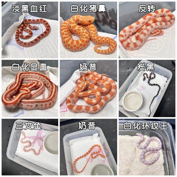 第6集:解锁玉米蛇的神秘世界!超详细饲养攻略,带你走进爬宠新天地 ✨亲爱的小红薯们,今天让我们一起探索玉米蛇的奇妙世界! 首先,来聊聊温度。玉米蛇喜欢的温度范围在 26 - 30 摄氏度之间,所以准备一个可靠的加热设备是很重要的哦。 湿度方面,保持在 50% - 60%左右,能让它们感觉舒适。 食物呢,小乳鼠是它们的最爱。但要注意喂食的频率和大小,可别把它们撑坏啦。 饲养箱不能马虎,要给它们足够的空间活动,还要布置一些藏身之处,让它们有安全感。 日常观察也不能少,留意它们的行为和身体状况,及时发现问题。 只要用心照顾,玉米蛇会成为你的独特萌宠,带你走进不一样的爬宠新天地! #玉米蛇 #饲养攻略 #爬宠#异宠 #宠物蛇 #宠物蛇的日常