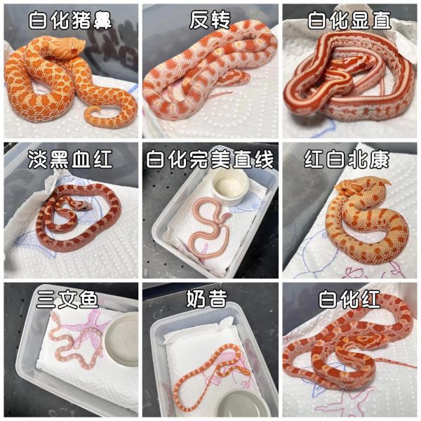 第7集:宠物蛇饲养秘籍来啦,让你一站式搞定! ✨选蛇:根据自己的喜好和经验选择适合的蛇种。 笼子:大小合适,提供舒适的环境。 温度:保持适宜的温度,蛇蛇才会健康快乐。 食物:了解蛇的饮食需求,提供营养丰富的食物。 水源:干净的水是必不可少的哦。 互动:和蛇建立信任,感受它们的可爱之处。 观察:注意蛇的健康状况,有问题及时处理。 记录:记录蛇的成长和变化,很有意义哦✨! #宠物蛇饲养知识 #饲养秘籍 #玉米蛇 #宠物蛇 #爬宠