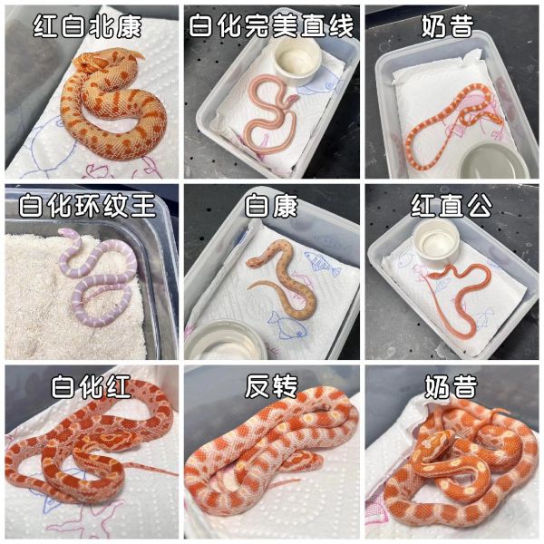 第8集:家人们,全面的宠物蛇饲养指南来啦!一起探索蛇宠成长的秘密吧! 选择合适的蛇种,根据自己的情况来决定哦。 提供适宜的居住环境,温度、湿度都要刚刚好。 给蛇蛇准备营养丰富的食物,吃得好才能长得好。 定期清理饲养箱,保持干净整洁很重要。 和蛇蛇互动要小心,注意安全别被咬到啦⚠️。 观察蛇蛇的行为和状态,了解它们的需求。 记录蛇蛇的成长过程,每一个瞬间都值得纪念✨! #宠物蛇饲养指南 #蛇宠成长 #爬宠 #宠物蛇