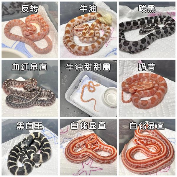 第10集:宠物蛇饲养指南大全来啦,给你最贴心的干货指引攻略! 选蛇不迷茫,了解不同蛇种的特点,找到最适合你的那一款。 打造舒适小窝,温度、湿度、空间都要刚刚好。 美食大放送,知道蛇蛇爱吃啥,才能喂得饱饱。 水是生命之源,保持水源清洁很重要哦。 互动要小心,建立信任,感受蛇蛇的可爱。 观察蛇蛇的一举一动,及时发现问题。 记录成长点滴,每一个瞬间都值得纪念。 养蛇不麻烦,只要有爱心和耐心,你就能成为蛇蛇的好朋友。 #宠物蛇 #玉米蛇 #我的萌宠 #饲养指南 #爬宠