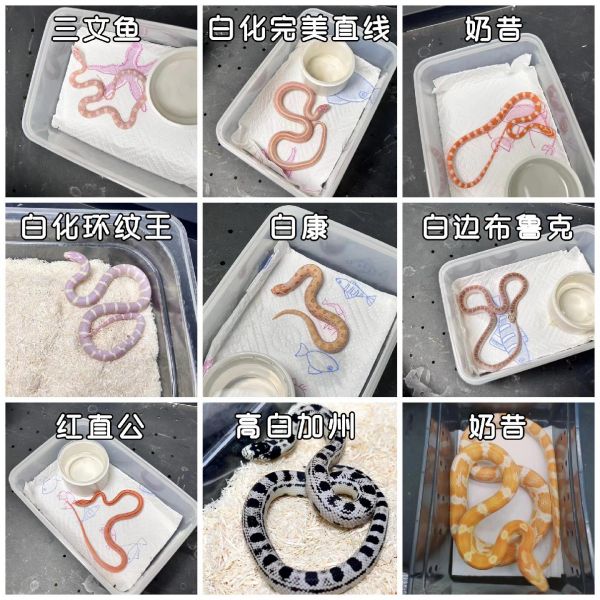 第12集:新手必看-宠物蛇科普指南 小伙伴们快来看呀,今天来深入讲讲人工繁育的玉米蛇哟!人工繁育的玉米蛇性格超温顺的,咬人的几率比猫狗低太多啦!不过要想完全不被误伤,这几点得牢记哦:喂它的时候要用镊子夹食物呀,可别直接用手拿着鼠去喂,不然玉米蛇容易把你的手当食物呢。还有呀,摸过鼠之后别马上上手,因为手上食物的气味会让它误会哦。只要注意这些小细节,玉米蛇就能成为你超贴心又安全的小萌宠啦。它们既温顺可爱,又能给你的生活增添独特的乐趣和温暖陪伴呢。 #宠物蛇 #爬宠 #玉米蛇 #我的萌宠 #蛇