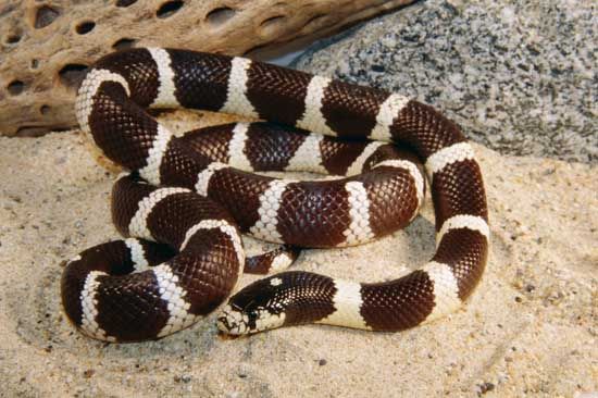 加州王蛇 (Lampropeltis getula)