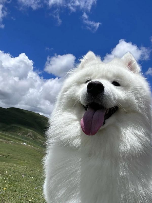 小狗的图片