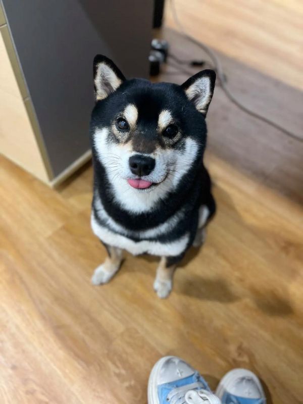 小狗的图片