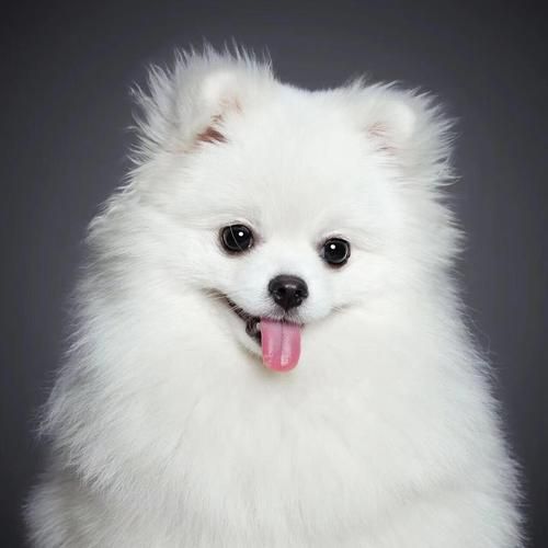 小狗的图片