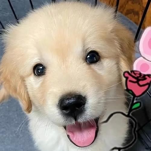小狗的图片