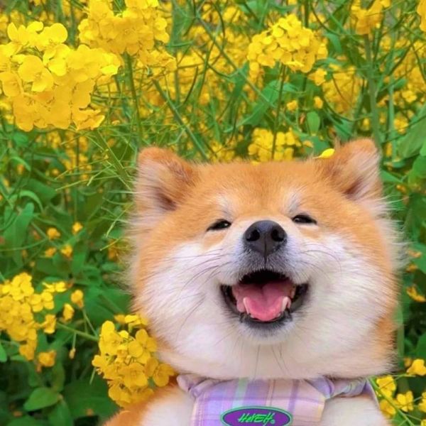 小狗的图片