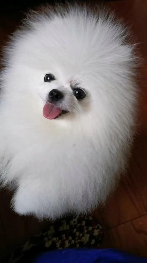 小狗的图片