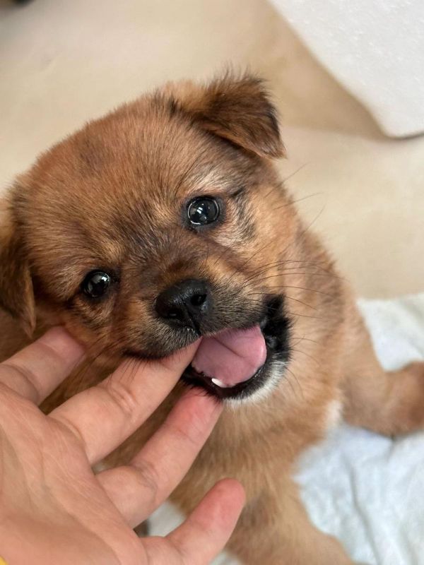 小狗的图片