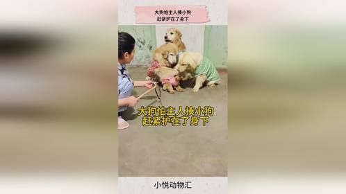 大狗怕主人揍小狗，赶紧护在了身下