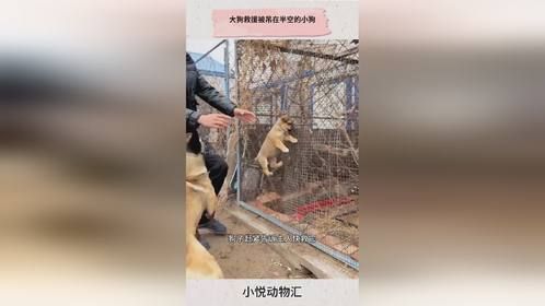 大狗救援被吊在半空的小狗