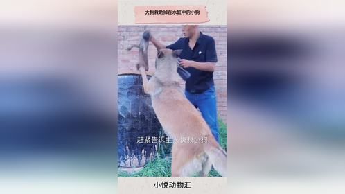 大狗救助掉在水缸中的小狗