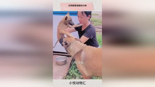 大狗解救被砸的小狗