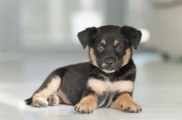 德牧幼犬如何喂养