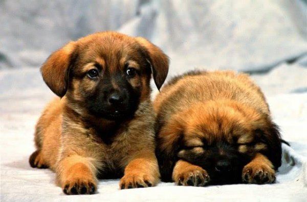 德牧幼犬如何喂养