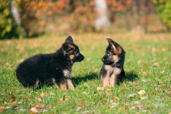 德牧幼犬如何喂养