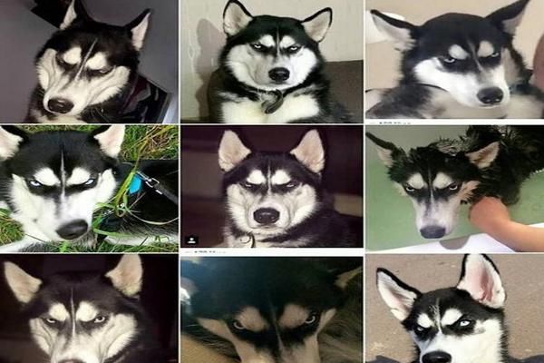 养哈士奇犬的注意事项