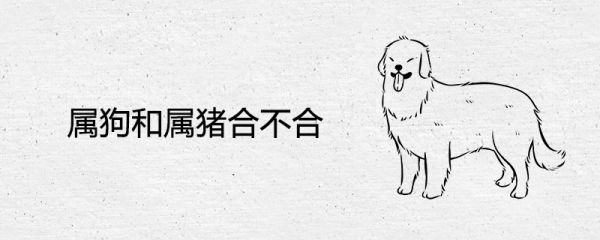 属狗和属猪合不合