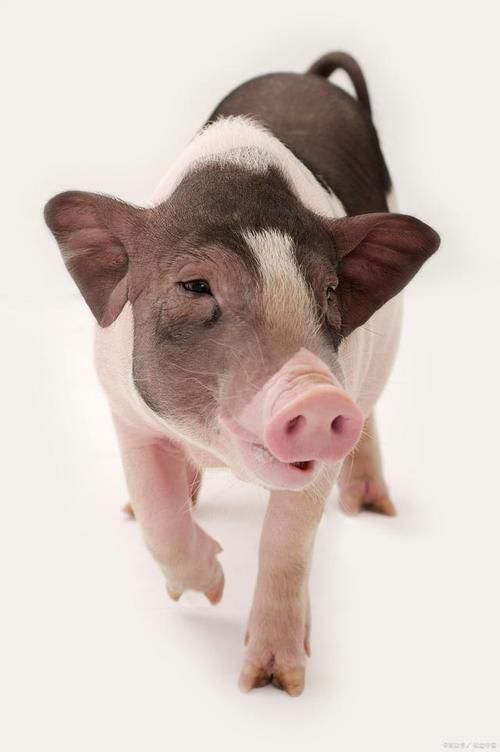 欧美 zooskoolpigzoo 猪，优质宠物猪，健康活泼，适合家庭饲养